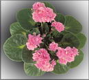 Saintpaulia Ionantha